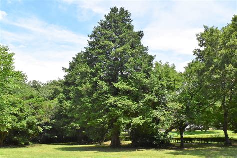 木 代表種|庭木図鑑 植木ペディア